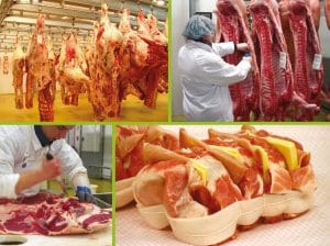 Abattage abattoir Sauvage Viandes Carcasse découpe tansformation